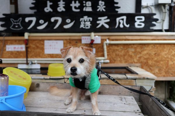 ( ワンワン露天風呂 )