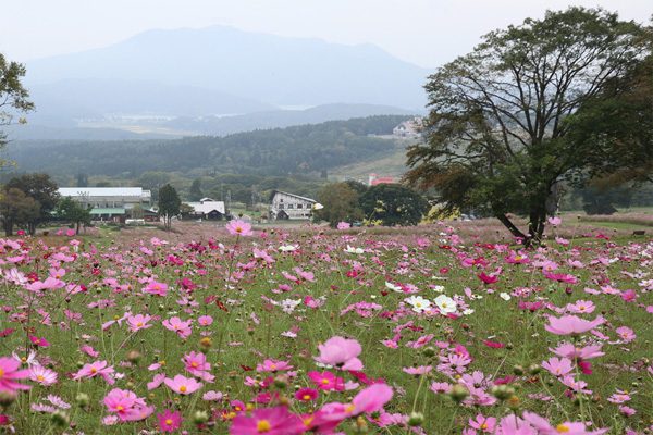 ( 黒姫高原コスモス園 )