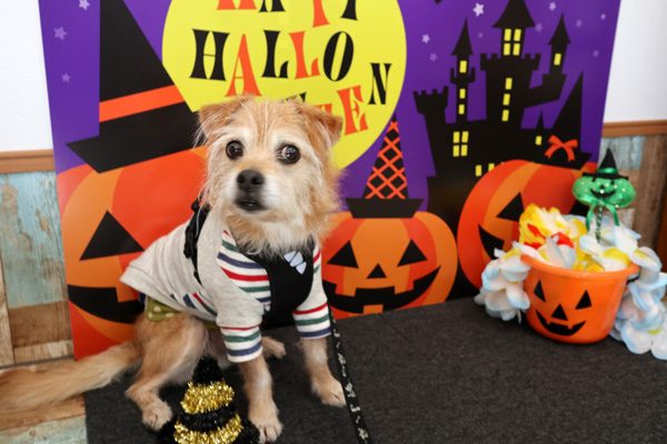 ( ハロウィンだ )