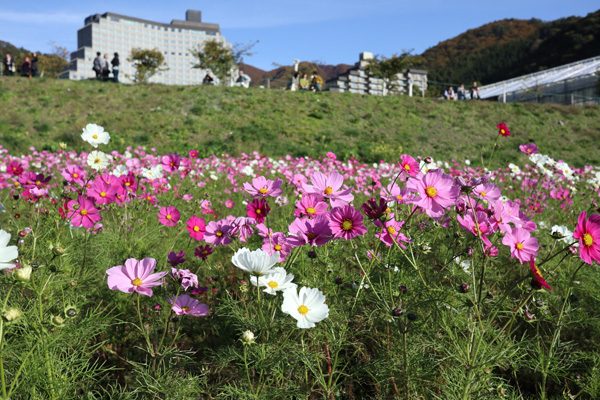 ( コスモスも )