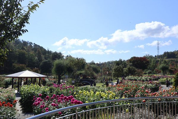 ( やまがた川西ダリア園 )