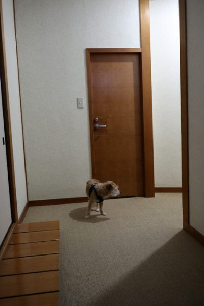 ( くんくん )