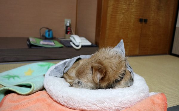 ( おらには関係ないだ )