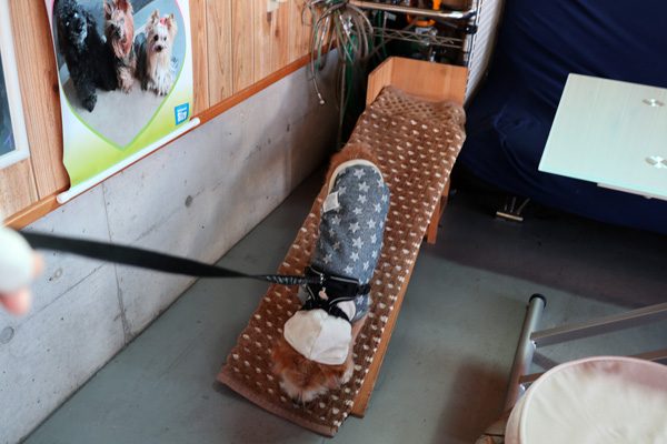 ( スタスタ )