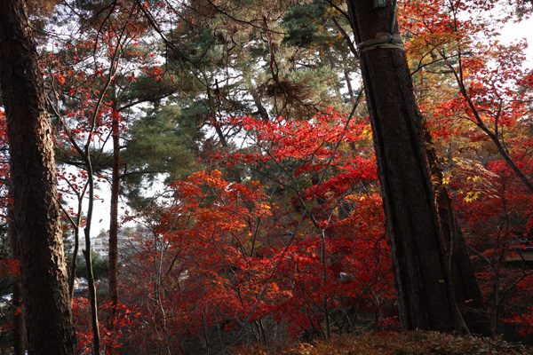 ( 松雲山荘 )