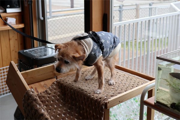 ( あ。 )