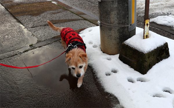 ( ぴちゃ )