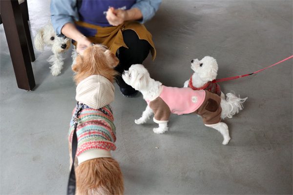 ( わんこ餌付け )