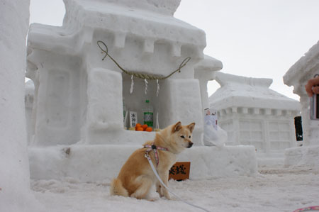 ( 犬っこまつり withぶうこ )