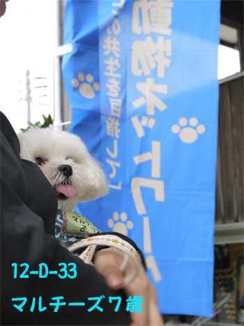 ( 譲渡会にも参加 )