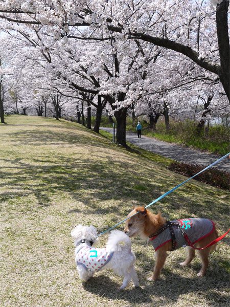 ( 2014年4月 スポーツ公園 )