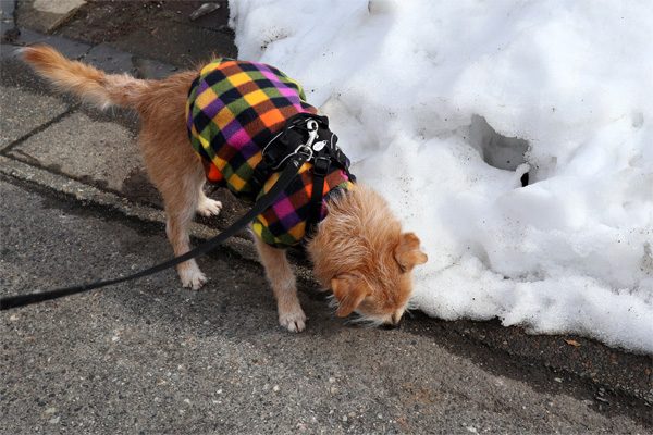 ( ふむふむ )