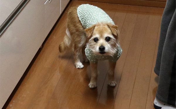 ( 腹ペコなんだよ )