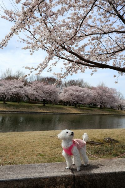 ( おやつより花よ )