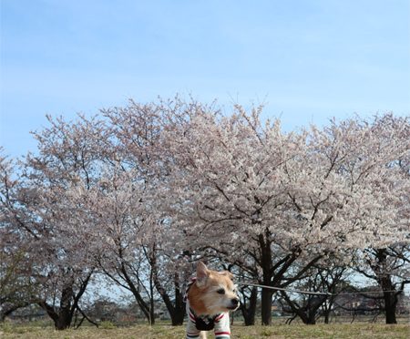 ( ふーん )