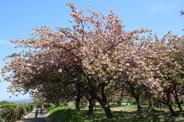 ( 八重桜 )