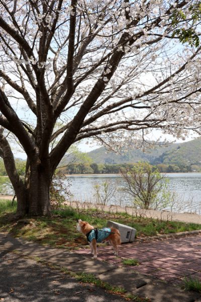 ( 猪苗代湖の桜 )
