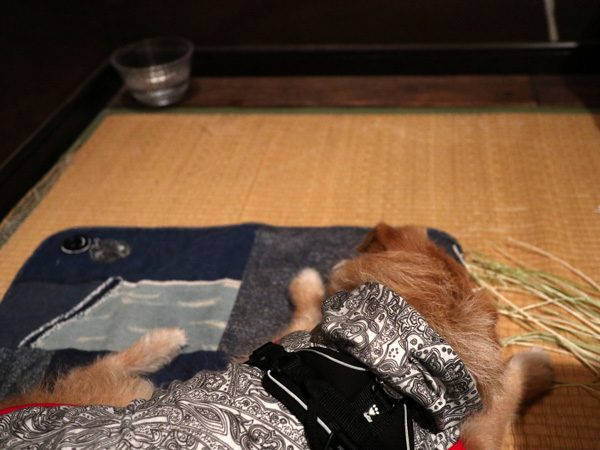 ( かじってないだよ )