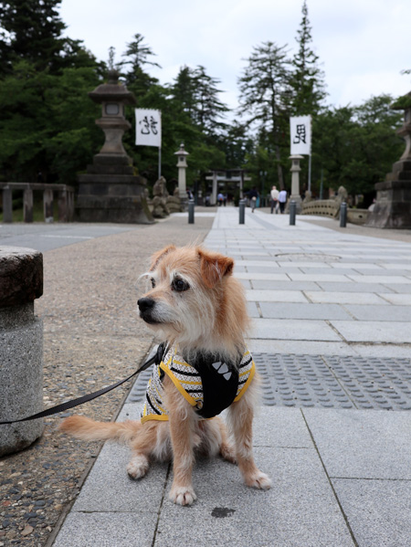 ( 上杉神社だけど )