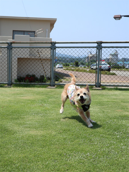 ( おいも~ )