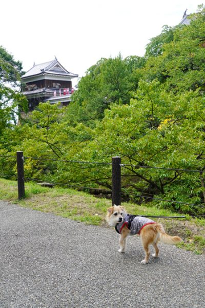 ( おまつりだか?)