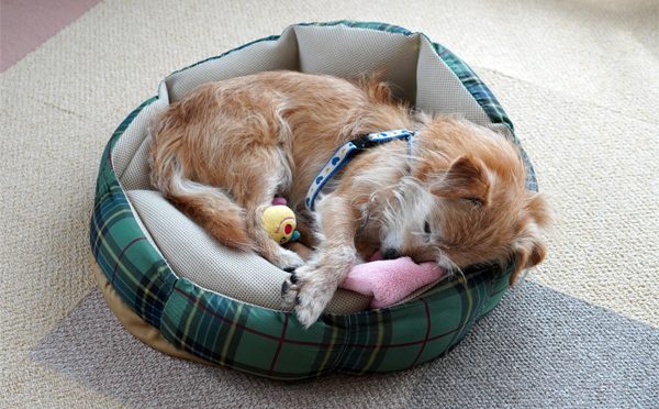 ( Zzzzz )