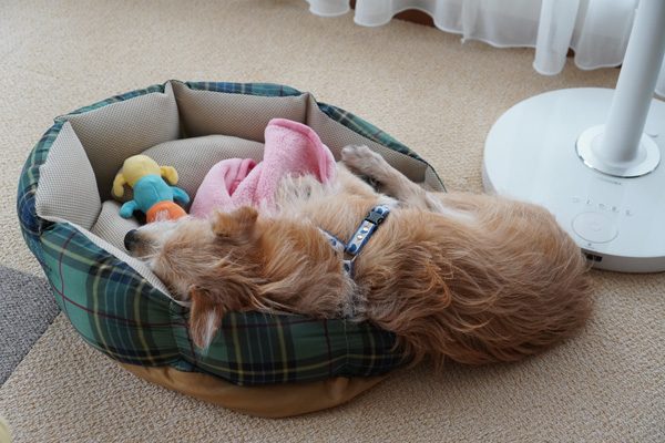 ( Zzzz )