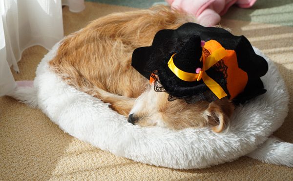 ( Zzzz )