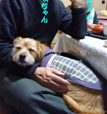 ( 2011年 )