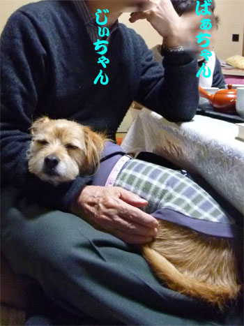 ( 2011年 )