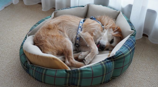 ( Zzzzz )