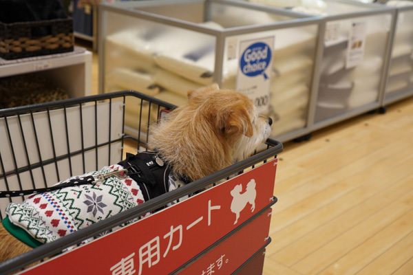 ( 行くだー )