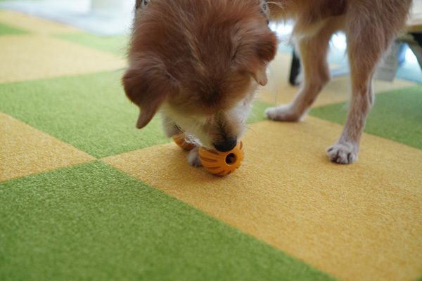 ( 出てないだか )