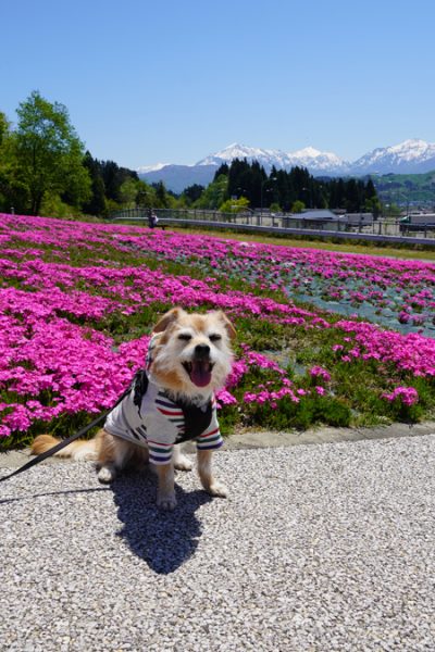 ( うへー )