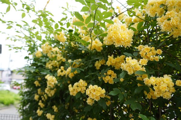 ( 2週間前のモッコウバラ )