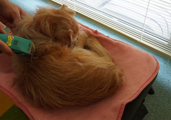 ( Zzzz )