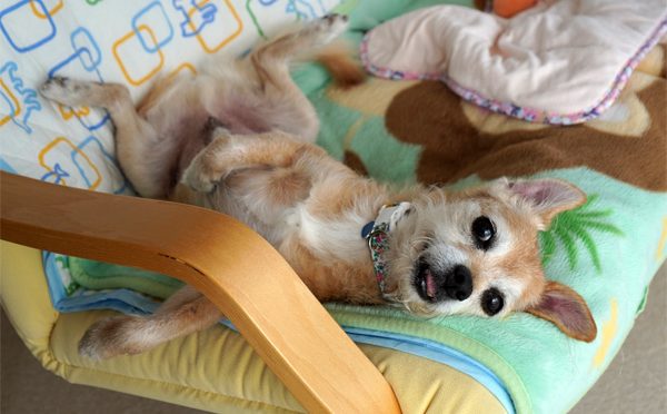 ( あは )