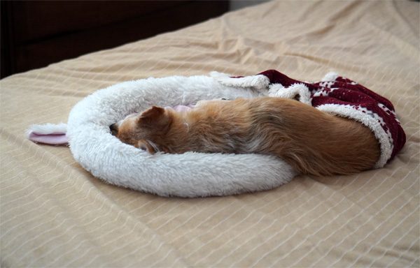 ( Zzzz )