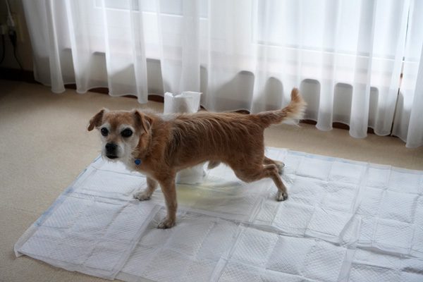 ( しーしー )