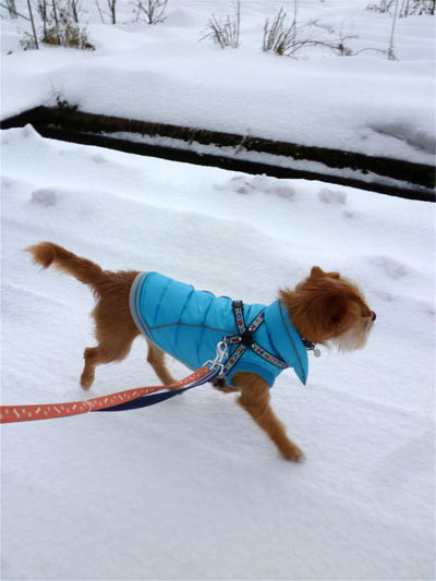 ( 2011年 雪 )