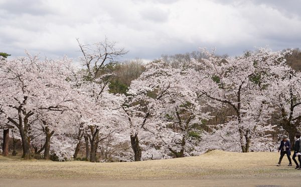 ( おやまの千本桜 )